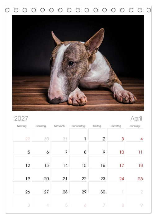 Bullterrier (CALVENDO Tischplaner A5H 2027)
