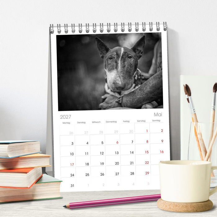 Bullterrier (CALVENDO Tischplaner A5H 2027)