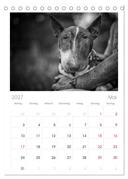 Bullterrier (CALVENDO Tischplaner A5H 2027)