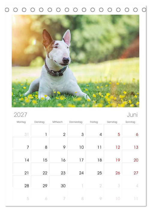 Bullterrier (CALVENDO Tischplaner A5H 2027)