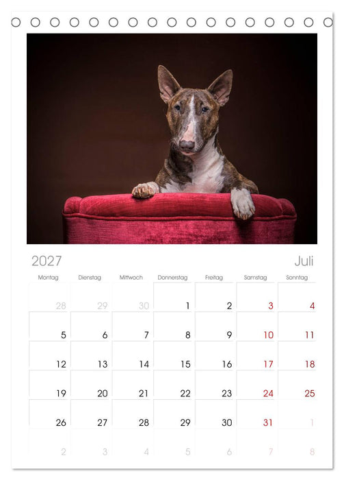 Bullterrier (CALVENDO Tischplaner A5H 2027)