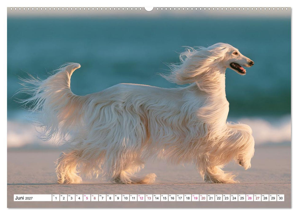 Edle Hunde (CALVENDO Wandkalender 2027)