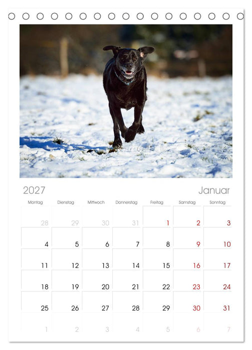 Labrador Retriever (CALVENDO Tischplaner A5H 2027)