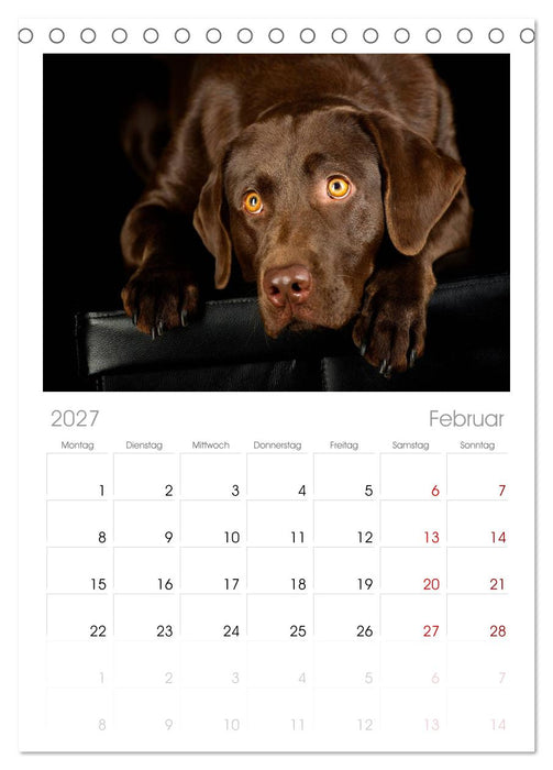 Labrador Retriever (CALVENDO Tischplaner A5H 2027)