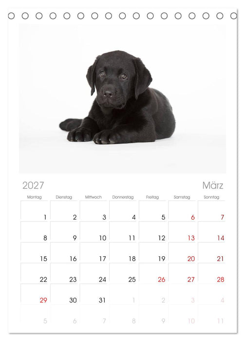 Labrador Retriever (CALVENDO Tischplaner A5H 2027)