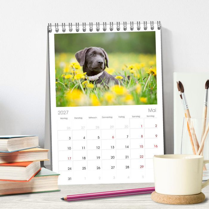Labrador Retriever (CALVENDO Tischplaner A5H 2027)