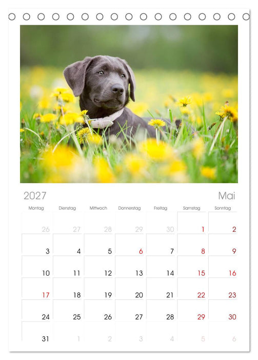 Labrador Retriever (CALVENDO Tischplaner A5H 2027)