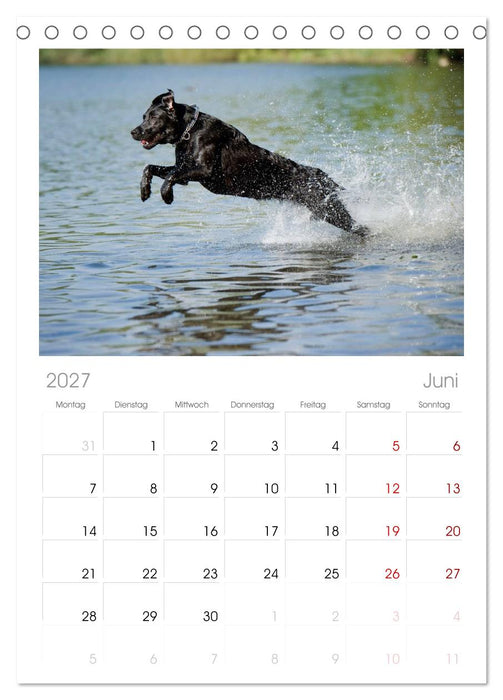 Labrador Retriever (CALVENDO Tischplaner A5H 2027)