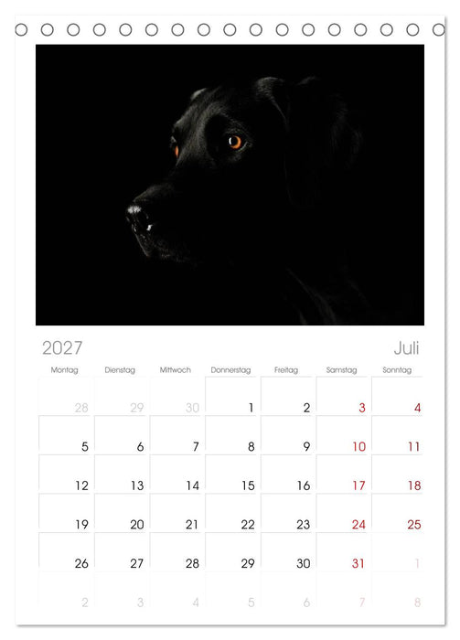 Labrador Retriever (CALVENDO Tischplaner A5H 2027)