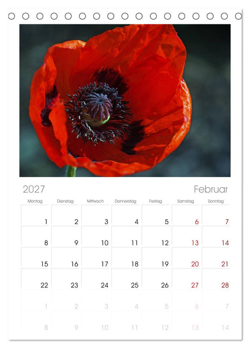 Mohnblumen Träume (CALVENDO Tischplaner A5H 2027)