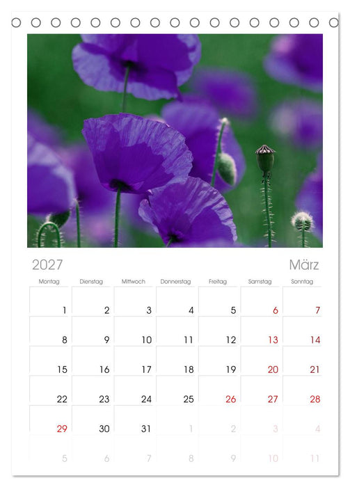 Mohnblumen Träume (CALVENDO Tischplaner A5H 2027)
