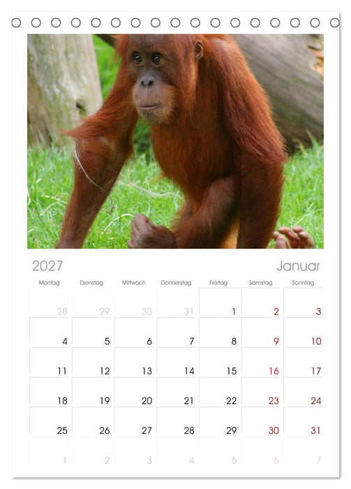 Orang-Utans (CALVENDO Tischplaner A5H 2027)