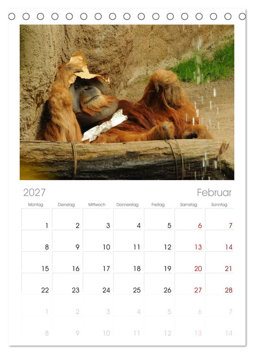 Orang-Utans (CALVENDO Tischplaner A5H 2027)