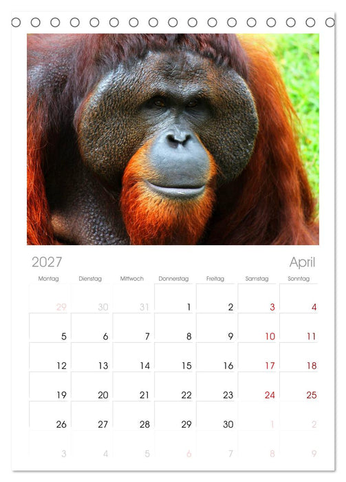 Orang-Utans (CALVENDO Tischplaner A5H 2027)