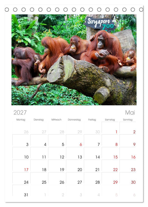 Orang-Utans (CALVENDO Tischplaner A5H 2027)