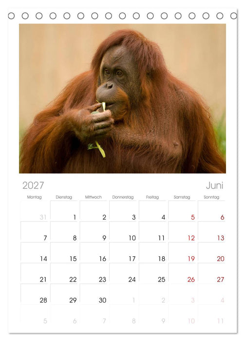 Orang-Utans (CALVENDO Tischplaner A5H 2027)