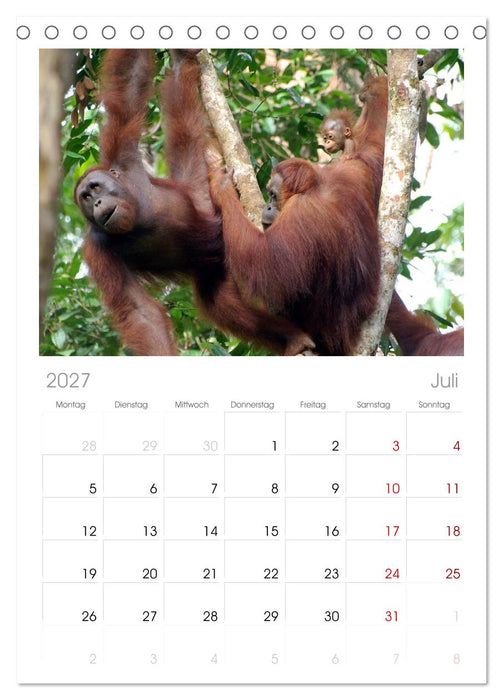 Orang-Utans (CALVENDO Tischplaner A5H 2027)