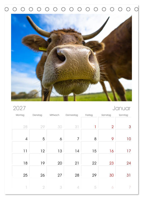 Kuhckst du? (CALVENDO Tischplaner A5H 2027)