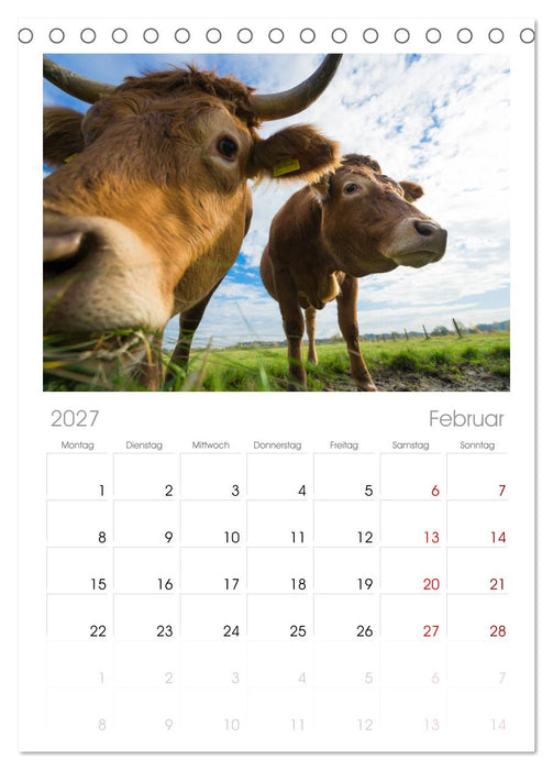 Kuhckst du? (CALVENDO Tischplaner A5H 2027)