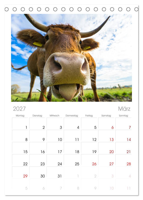 Kuhckst du? (CALVENDO Tischplaner A5H 2027)