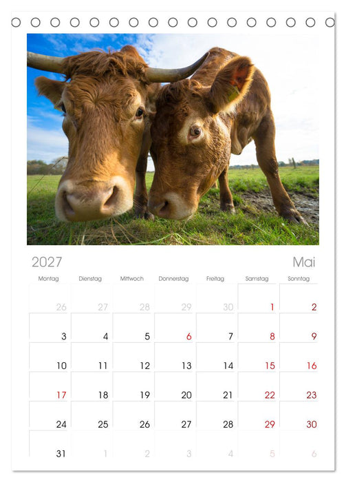 Kuhckst du? (CALVENDO Tischplaner A5H 2027)