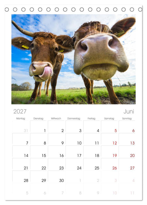 Kuhckst du? (CALVENDO Tischplaner A5H 2027)
