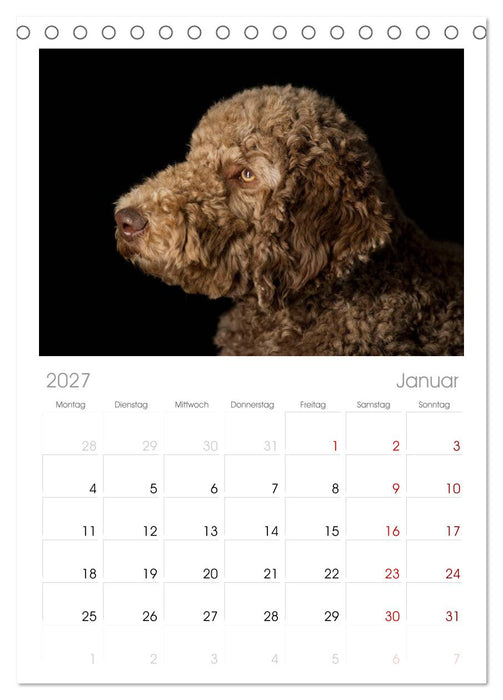 Pudel (CALVENDO Tischplaner A5H 2027)
