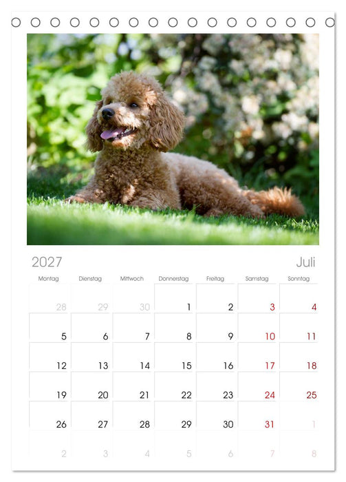 Pudel (CALVENDO Tischplaner A5H 2027)