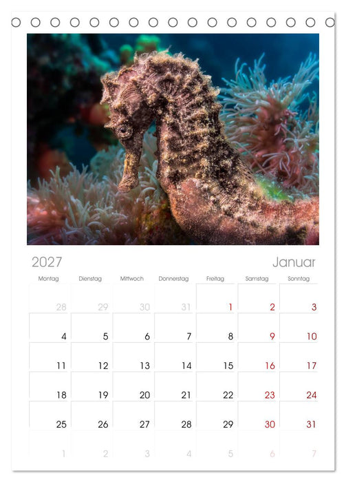 Hippocampus oder einfach nur Seepferdchen (CALVENDO Tischplaner A5H 2027)