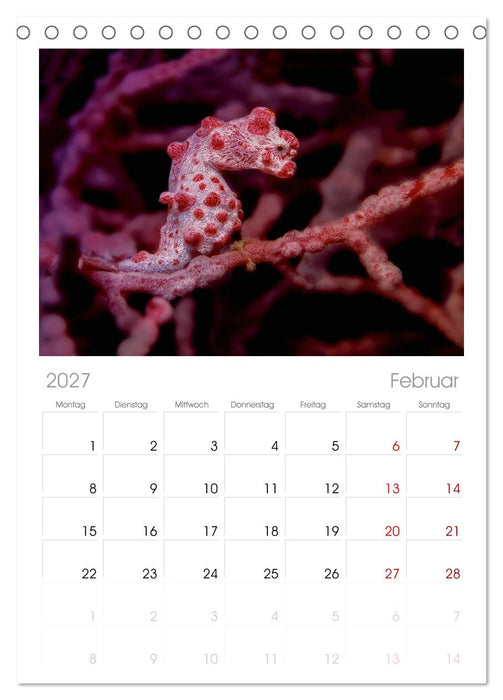 Hippocampus oder einfach nur Seepferdchen (CALVENDO Tischplaner A5H 2027)