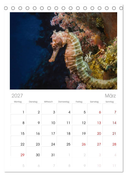 Hippocampus oder einfach nur Seepferdchen (CALVENDO Tischplaner A5H 2027)