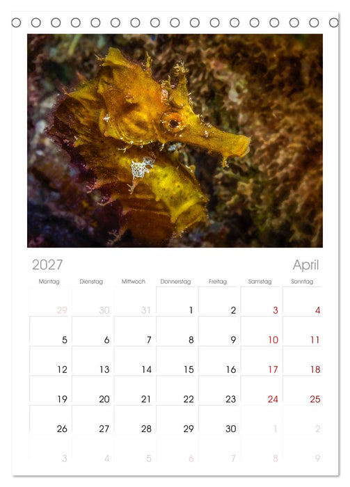 Hippocampus oder einfach nur Seepferdchen (CALVENDO Tischplaner A5H 2027)