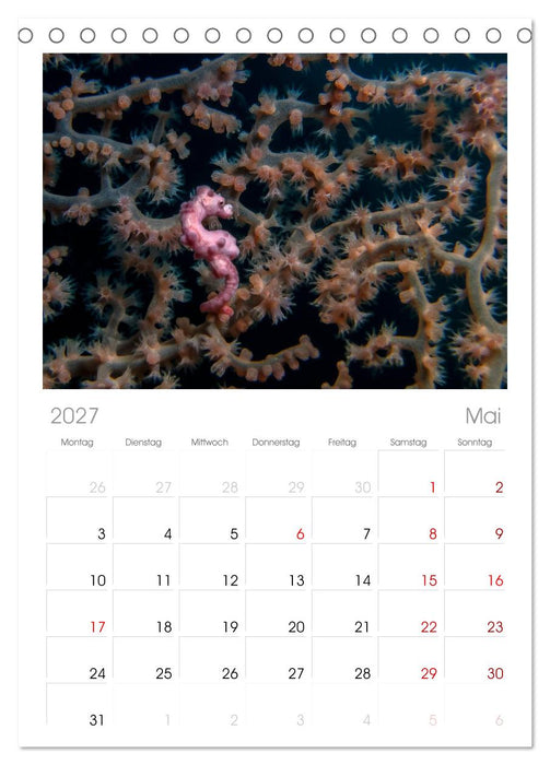 Hippocampus oder einfach nur Seepferdchen (CALVENDO Tischplaner A5H 2027)