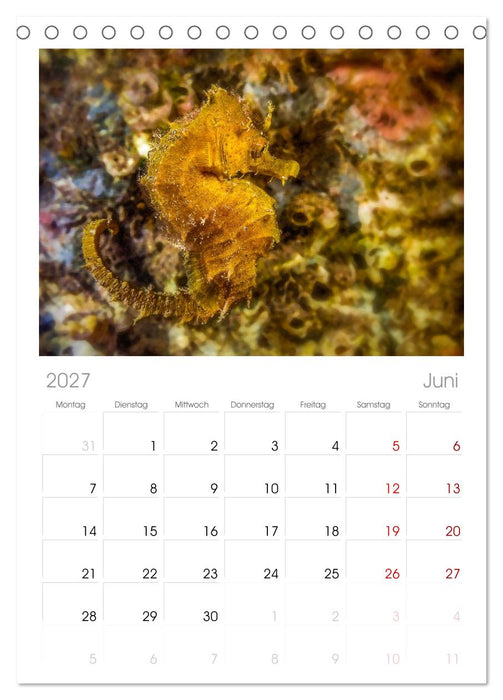 Hippocampus oder einfach nur Seepferdchen (CALVENDO Tischplaner A5H 2027)