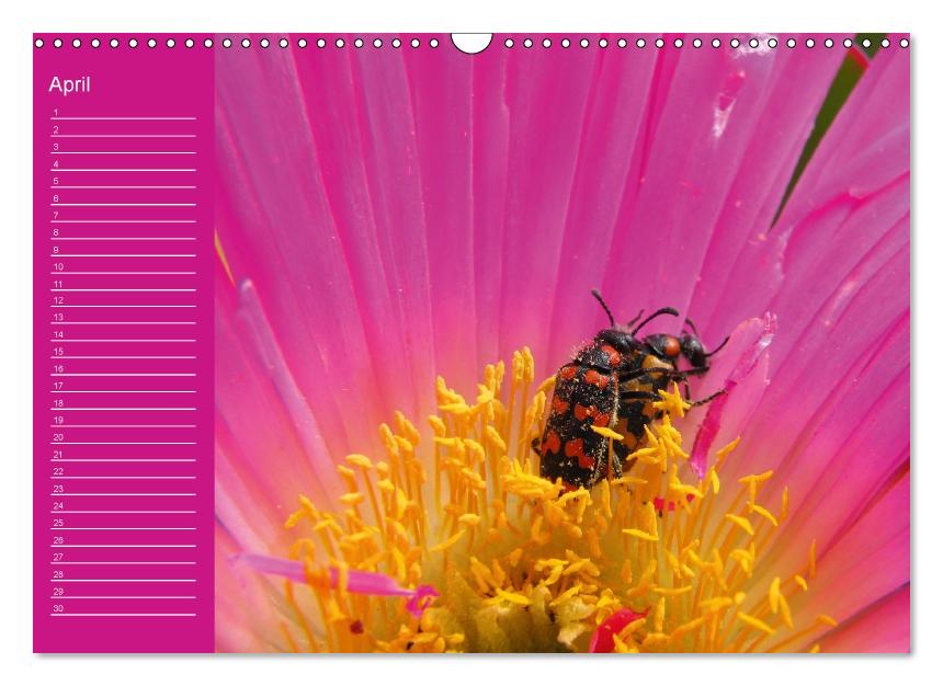 Zauberwelt der Blüten - Geburtstagskalender (Wandkalender immerwährend DIN A3 quer) (CALVENDO Wandkalender 2013)