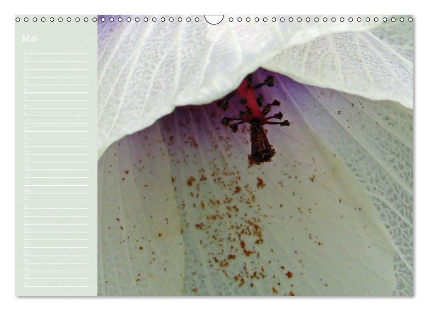 Zauberwelt der Blüten - Geburtstagskalender (Wandkalender immerwährend DIN A3 quer) (CALVENDO Wandkalender 2013)