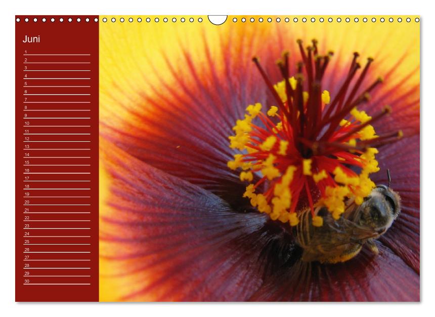 Zauberwelt der Blüten - Geburtstagskalender (Wandkalender immerwährend DIN A3 quer) (CALVENDO Wandkalender 2013)