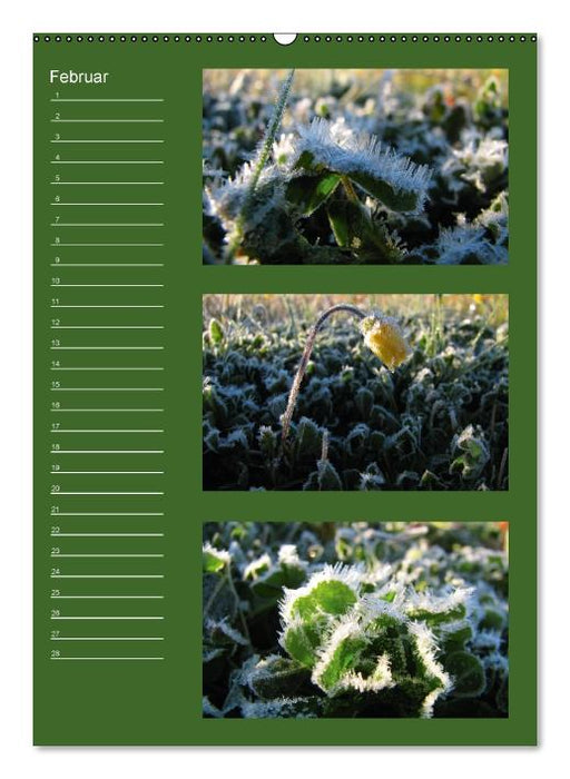 Zauberwelt der Blumen - Eiskristalle & Wasserperlen / Geburtstagskalender (Wandkalender immerwährend DIN A2 hoch) (CALVENDO Wandkalender 2013)