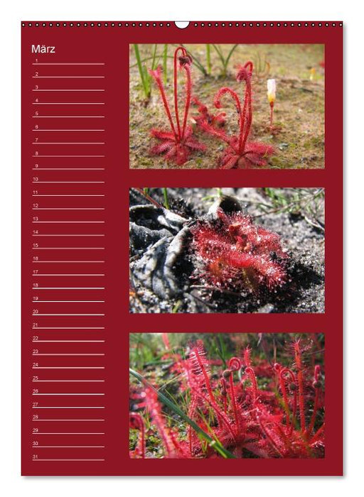 Zauberwelt der Blumen - Eiskristalle & Wasserperlen / Geburtstagskalender (Wandkalender immerwährend DIN A2 hoch) (CALVENDO Wandkalender 2013)