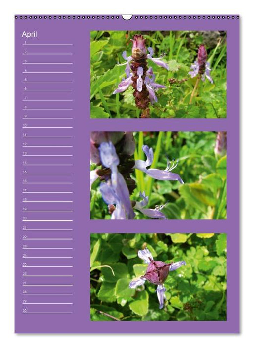 Zauberwelt der Blumen - Eiskristalle & Wasserperlen / Geburtstagskalender (Wandkalender immerwährend DIN A2 hoch) (CALVENDO Wandkalender 2013)