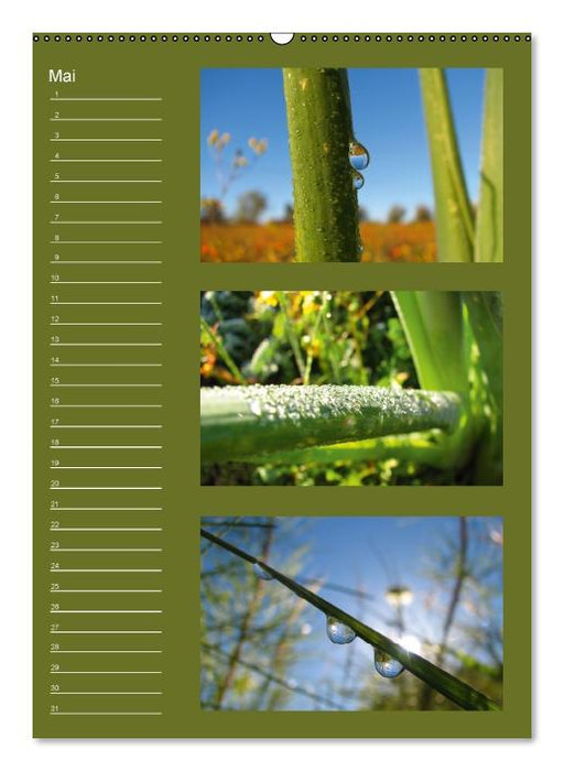 Zauberwelt der Blumen - Eiskristalle & Wasserperlen / Geburtstagskalender (Wandkalender immerwährend DIN A2 hoch) (CALVENDO Wandkalender 2013)