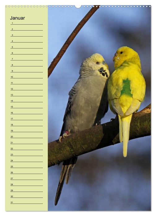 Der Wellensittich-Geburtstagskalender (CALVENDO Wandkalender 2013)