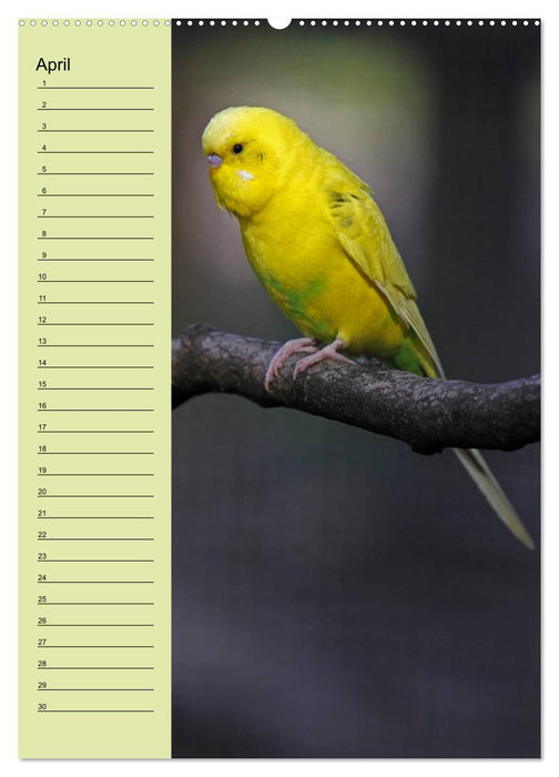 Der Wellensittich-Geburtstagskalender (CALVENDO Wandkalender 2013)