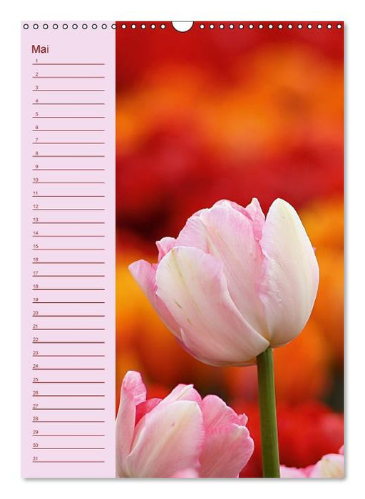 Der Geburtstagskalender (Wandkalender immerwährend DIN A3 hoch) (CALVENDO Wandkalender 0)