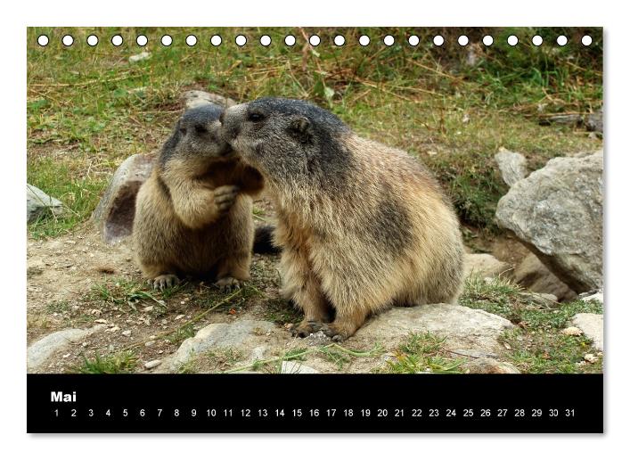 Schweizer Alpen (Tischkalender immerwährend DIN A5 quer) (CALVENDO Wandkalender 0)