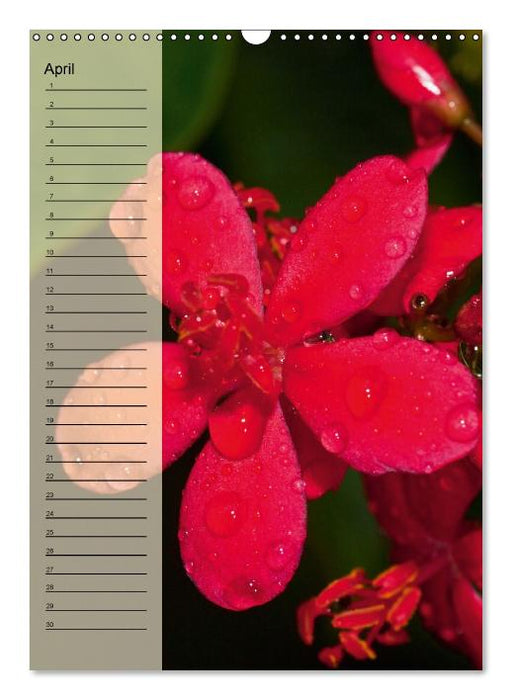 Immerwährender Geburtstagskalender - Blütenträume (Wandkalender immerwährend DIN A3 hoch) (CALVENDO Wandkalender 0)