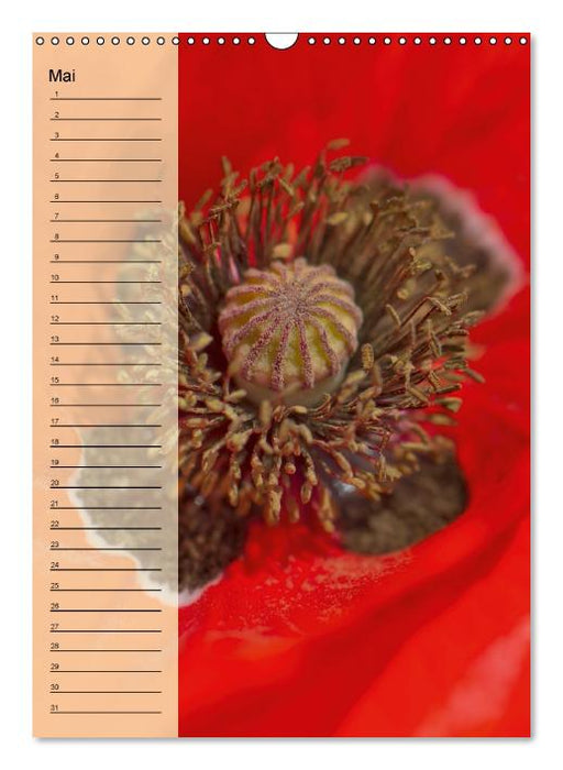 Immerwährender Geburtstagskalender - Blütenträume (Wandkalender immerwährend DIN A3 hoch) (CALVENDO Wandkalender 0)