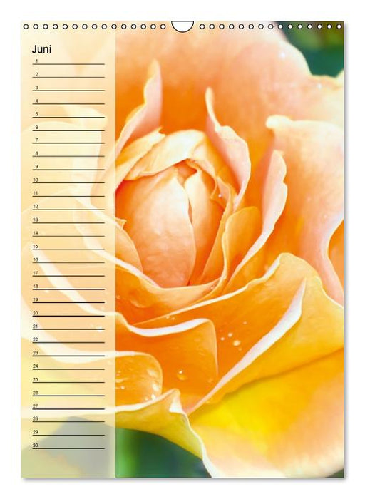 Immerwährender Geburtstagskalender - Blütenträume (Wandkalender immerwährend DIN A3 hoch) (CALVENDO Wandkalender 0)