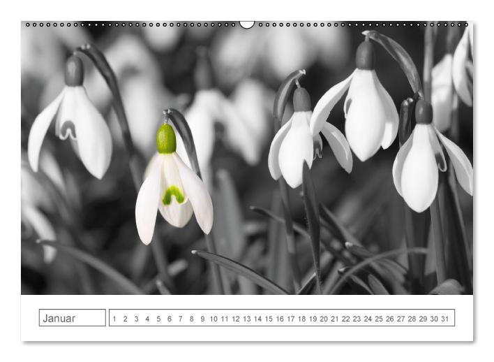 Blumige Licht-Blicke (Wandkalender immerwährend DIN A2 quer) (CALVENDO Wandkalender 2014)