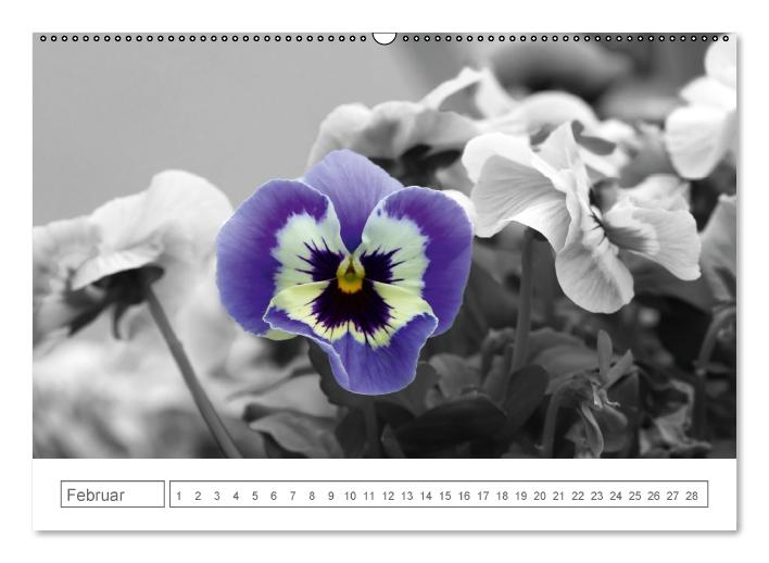 Blumige Licht-Blicke (Wandkalender immerwährend DIN A2 quer) (CALVENDO Wandkalender 2014)